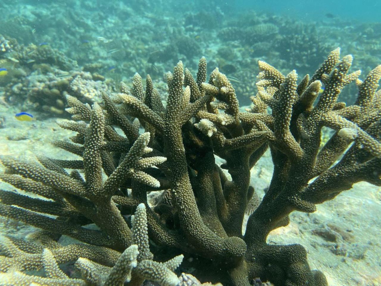 Mamello Beach Club Maldives Feridhoo 외부 사진