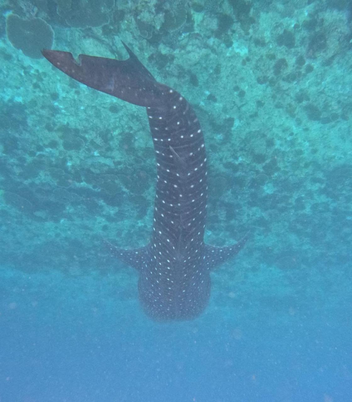 Mamello Beach Club Maldives Feridhoo 외부 사진